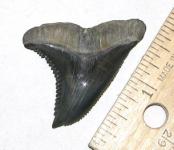 Massive Bone Valley Formation Hemipristis Shark Tooth